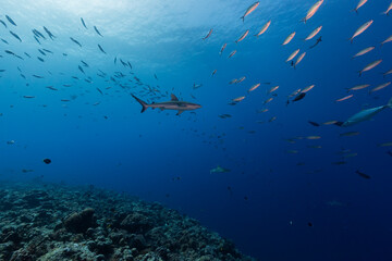 Fototapeta na wymiar Shark swims with school of fish above coral reef in Micronesia
