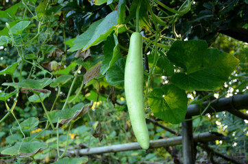 the green ripe bottle gourd with vine and leaves in the garden.