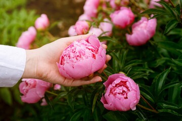 Woman picking pink peony flowers in garden on sunny day. Blooming peonies bush with buds and pastel pink petals. Concept of beauty, care, fresh flower bouquet © Sappheiros