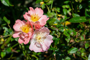 Group of Open Arms rose