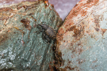 Weevil on stones