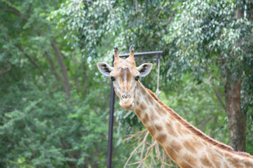 Long neck giraffe