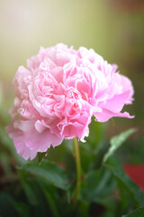 Pink peony flower in summer garden with sunrays. Blooming peonies. Close up of pastel pink flower petals. Peonies background