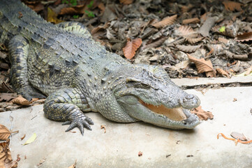 A crocodile who sleeps on the farm