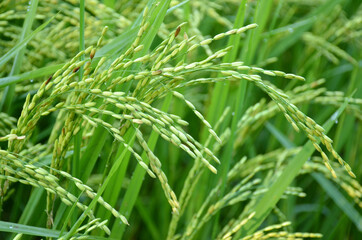 Fototapeta na wymiar the green ripe paddy plant grains in the season.