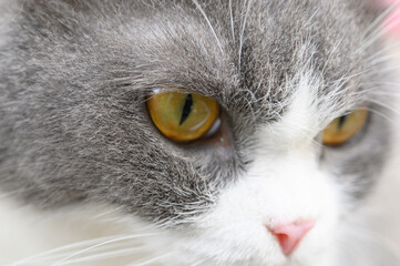 Gray white cat face in abstract animal