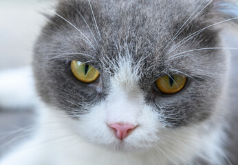 Gray white cat face in abstract animal