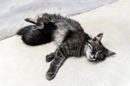 photo of a cat with a kitten of a beautiful gray variegated color