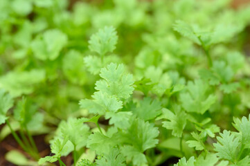 Coriander on a smooth, green surface