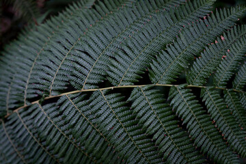 Dark green fern leaves background. Natural pattern of green fern fronds (common polypody). Botanical lush foliage background for eco design with copy space