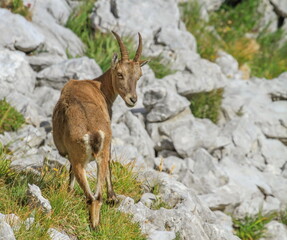 Female wild alpine ibex, capra ibex, or steinbock walking on the rocks in Alps mountain, France