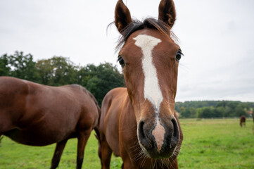 Fototapeta premium Kopf eines Fohlens