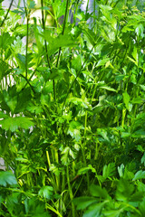 Parsley grows in the garden. It is grown outdoors in the garden area. Green background of parsley leaves, top view close-up