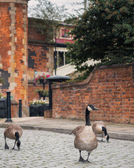 A flock of Canada Geese waddling around the cobbled streets of Castlefield in Manchester, United Kingdom