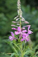 Fototapeta premium Violet field flower close-up on a blurred background of green leaves