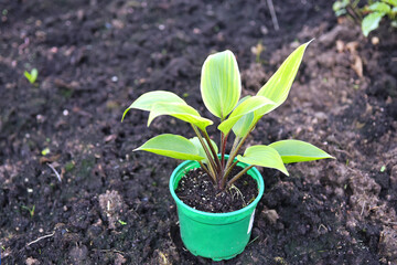 Landing on a new hosta plant site. Beautiful green area in the future on your own country plot.