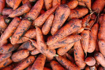 background with fresh carrots from the field