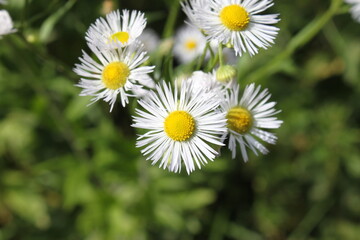 Obraz premium Garden daisy flowers on a sunny day in the garden