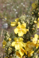Obraz na płótnie Canvas Yellow flower on blurry background close-up