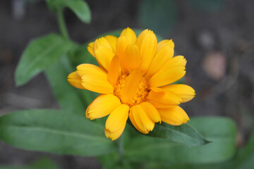 Yellow flower on blurry background close-up