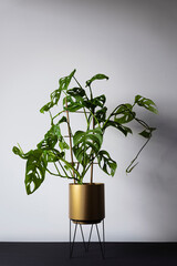 Monstera monkey mask plant (Monstera Obliqua or Monstera adansonii) in golden flower pot on black...