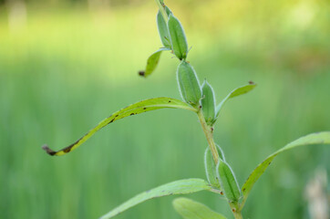 the green ripe lentils pods with leaves and plant in the garden.