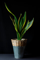 Interior decoration and houseplant care concept. Sansevieria trifasciata prain or snake plant in metallic and wicker flower pot isolated on black background