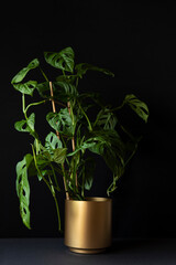 Monstera monkey mask plant (Monstera Obliqua or Monstera adansonii) in golden pot isolated on black background. Tropical houseplants and interior decoration concept