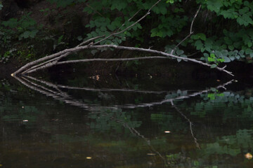 Réflections des branches dans l'eau de la rivière, La Moselotte à Thiéfosse