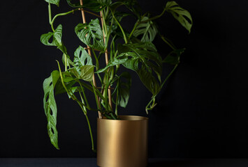 Monstera monkey mask plant (Monstera Obliqua or Monstera adansonii) in golden pot isolated on black background. Tropical houseplants and interior decoration concept