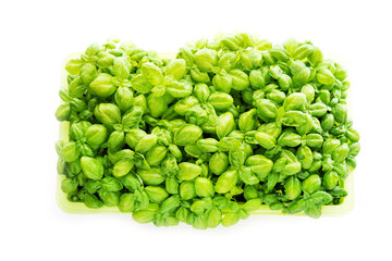 Fresh indoor green potted Basil isolated on white background, top view