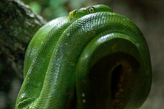 Captive green tree python (Morelia viridis). Selective focus.