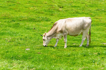 Naklejka na ściany i meble bright cow at the bavarian meadow