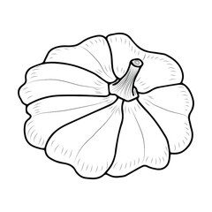 Sketch of the squash. Vector isolated element for design. Vegetables for health.