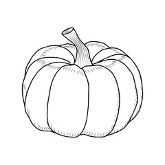 Sketch of a pumpkin. Vegetable doodle. Vector isolated outline element for design.