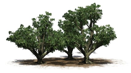 a group of Big Leaf Maple Trees on a sand area - isolated on white background - 3D illustration