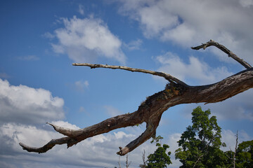 Branch of a tree fallen at seaside.