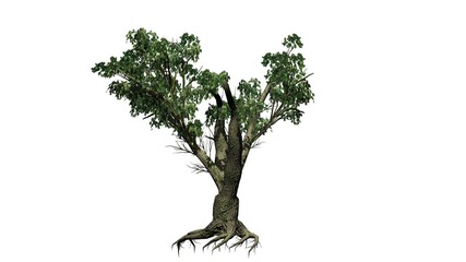 a single Big Leaf Maple Tree - isolated on white background - 3D illustration