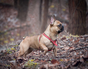 Adorable Fawn Colored Young French Bulldog in the Forest.