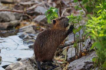 The Coypu (Myocastor Coypus) also know as the Nutria is a Large, Herbivorous Semiaquatic Rodent. River Rat Eating Green Plant on the Shore of Vltava River in Prague.