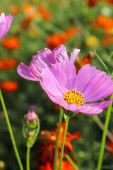 ピンク コスモス 花