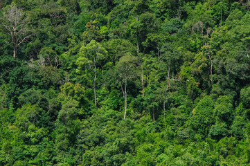 Thai beautiful green forest grow on a mountain