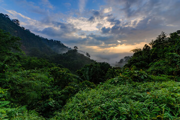 Fototapeta na wymiar morning view in tropical forest