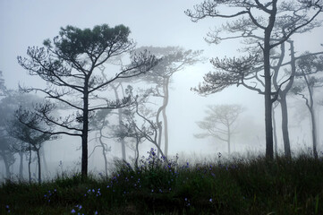 a landscape photograph of Thai's pine wood when sun behind the mist that cover all around like scary foggy scene in halloween festival background or horror scene template, .photo has noise and gain