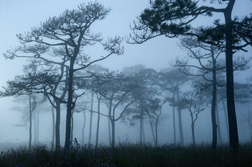 a landscape photograph of Thai's pine wood when sun behind the mist that cover all around like scary foggy scene in halloween festival background or horror scene template, .photo has noise and gain