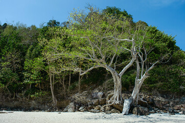 Fototapeta na wymiar big tree on a beach, background, scenery, green, peacefull, blue sky