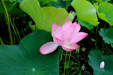 蓮の花　大賀はす　風景　癒し