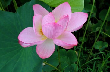 蓮の花　大賀はす　風景　癒し