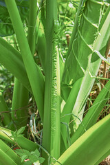 Obraz premium 緑色の大きな葉の巻葉