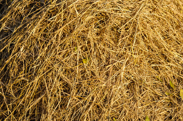 a photo of golden dry straw for background